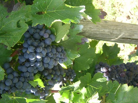 Weinanbau 08